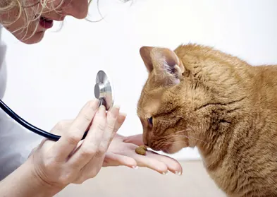 Veterinária auscultando o coração de um gato