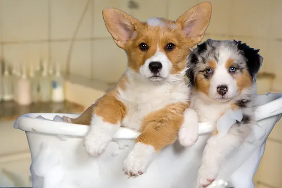 Filhotes de cachorro na banheira durante o banho