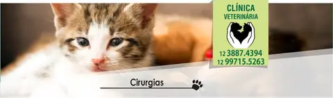 Cirurgias veterinárias em Caraguatatuba