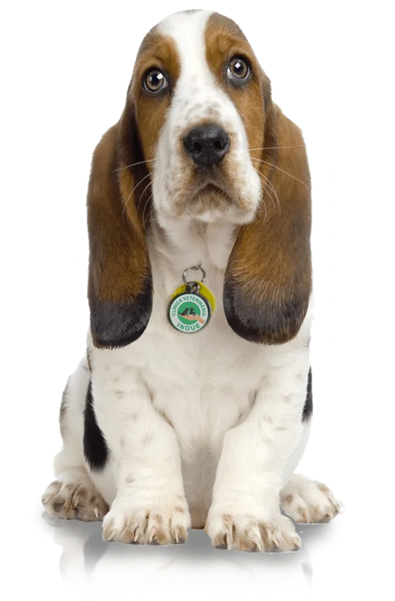 Basset hound com a medalhinha da Clínica Veterinária Inoue