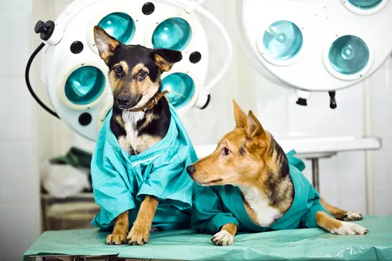 Cão e gato no centro cirúrgico veterinário