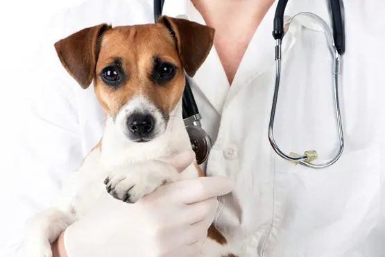 Veterinário examinando um cachorro em consulta