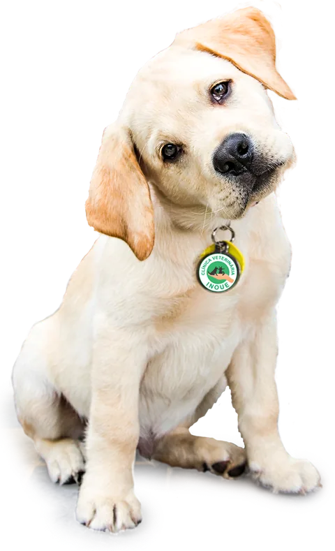 Filhote de labrador com a medalhinha da Clínica Veterinária Inoue