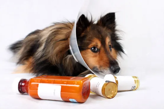 Cachorro com frascos de medicamentos veterinários
