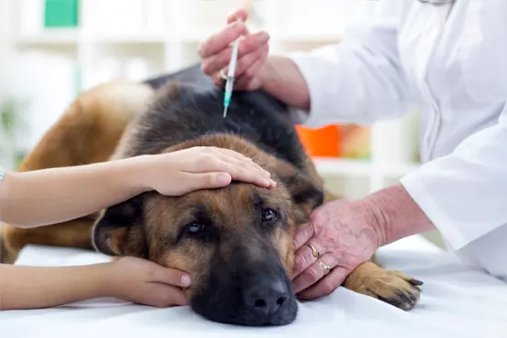 Cão pastor alemão recebendo vacina