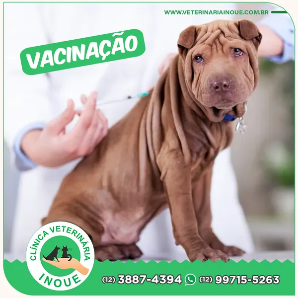 Cão shar-pei sendo vacinado na Clínica Veterinária Inoue